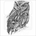 Western Screech Owl