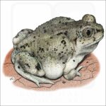 Western Spadefoot Toad illustration