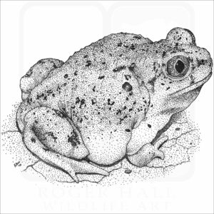 Western Spadefoot Toad