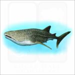 Whale Shark illustration