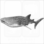 Whale Shark