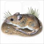 White-Footed Mouse illustration