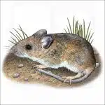 White-Footed Mouse illustration