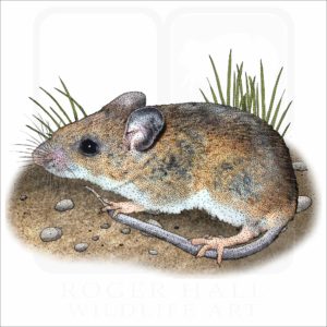 White-Footed Mouse illustration