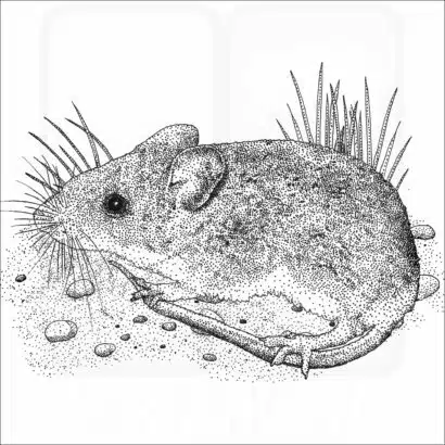White-Footed Mouse