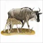 White-Beaded Wildebeest and young illustration