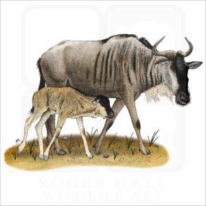 White-Beaded Wildebeest and young illustration