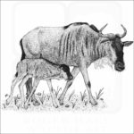 White-Beaded Wildebeest and young