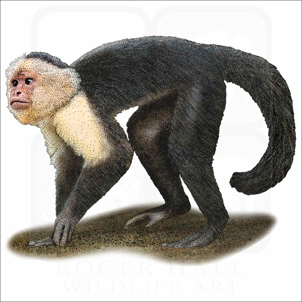 White-Headed Capuchin - Signed Fine Art Print – inkart
