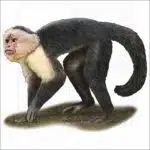 White-Headed Capuchin illustration