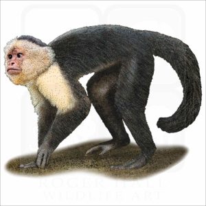 White-Headed Capuchin illustration