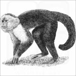 White-Headed Capuchin
