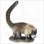 White-Nosed Coati illustration