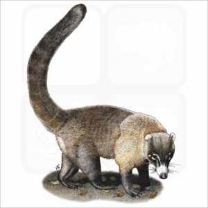 White-Nosed Coati illustration