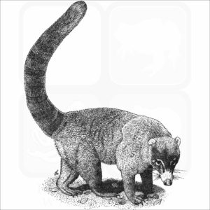 White-Nosed Coati