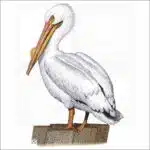 American White Pelican illustration