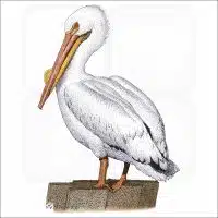 American White Pelican illustration