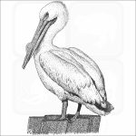 American White Pelican