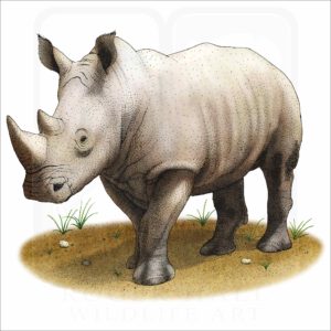 White Rhinoceros illustration