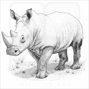 White Rhinoceros
