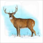White-Tailed Deer illustration