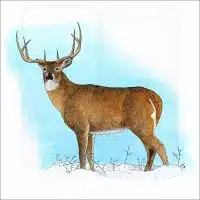 White-Tailed Deer illustration