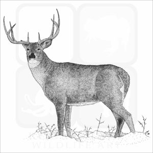 White-Tailed Deer