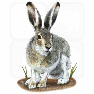 White-Tailed Jackrabbit illustration