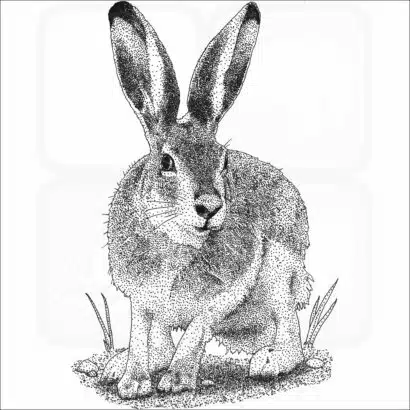 White-Tailed Jackrabbit - Signed Fine Art Print - Image 2