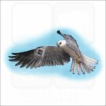 White-Tailed Kite illustration