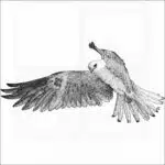White-Tailed Kite
