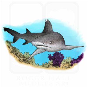 Whitetip Reef Shark illustration