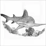 Whitetip Reef Shark
