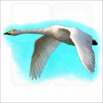 Whooper Swan illustration