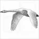 Whooper Swan