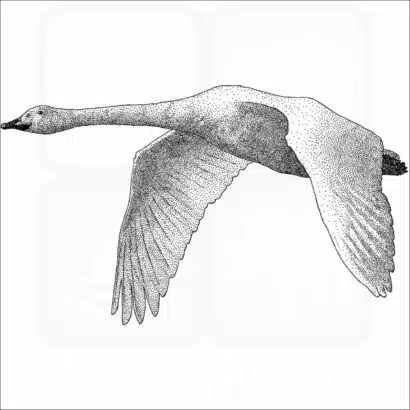 Whooper Swan