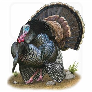 Wild Turkey illustration