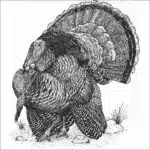Wild Turkey