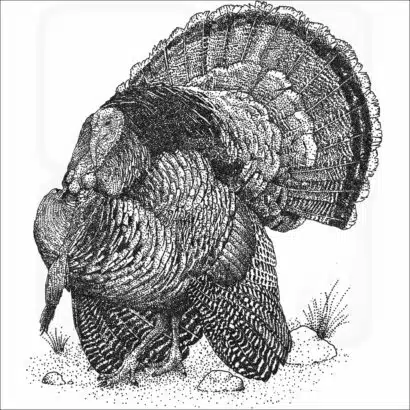 Wild Turkey