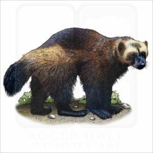 Wolverine illustration