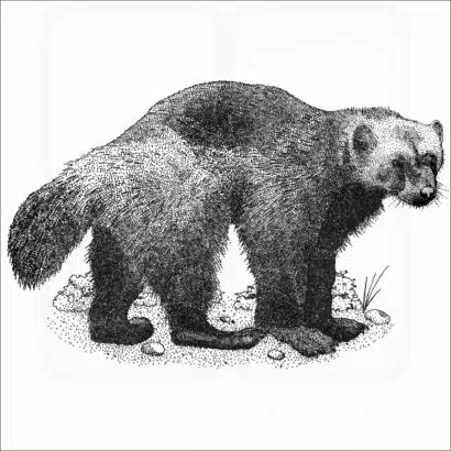 Wolverine
