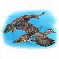 Wood Ducks illustration