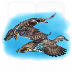 Wood Ducks illustration