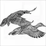 Wood Ducks
