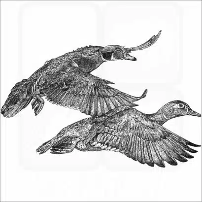 Wood Ducks