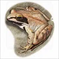 Wood Frog illustration