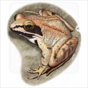 Wood Frog illustration