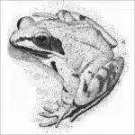 Wood Frog