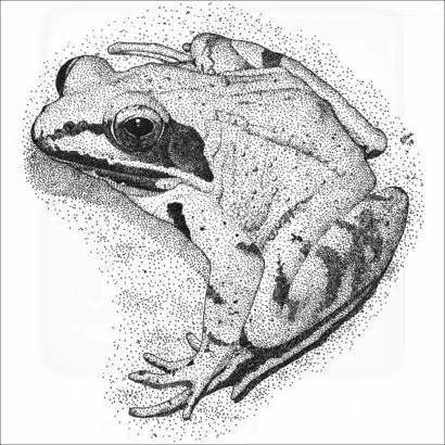 Wood Frog