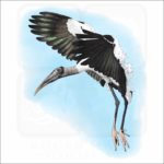 Wood Stork illustration